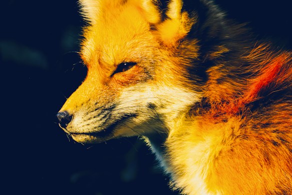 A close-up profile of a fox with vibrant red and orange fur against a dark background. The fox's expression appears calm and focused, with details of its coarse fur prominently highlighted by the lighting.