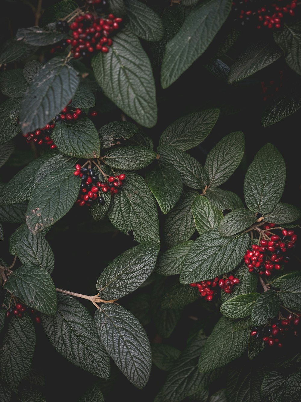 a bush with red berries and green leaves