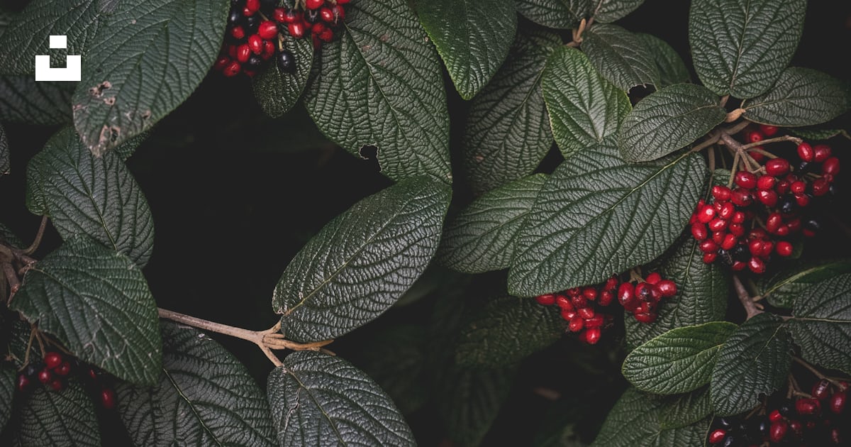 Un buisson avec des baies rouges et des feuilles vertes photo – Photo ...