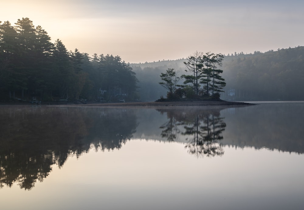 a body of water surrounded by a forest