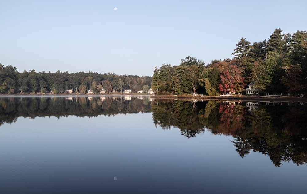 a body of water surrounded by lots of trees