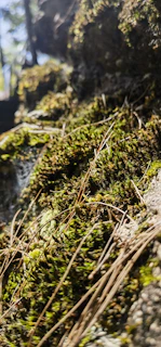 Sunlight filtering through trees onto a rustic accordion resting on a mossy rock.