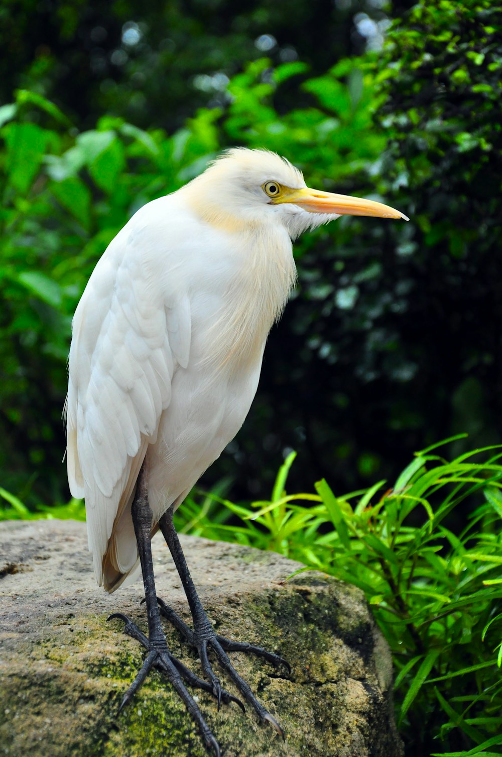 a white bird is standing on a rock