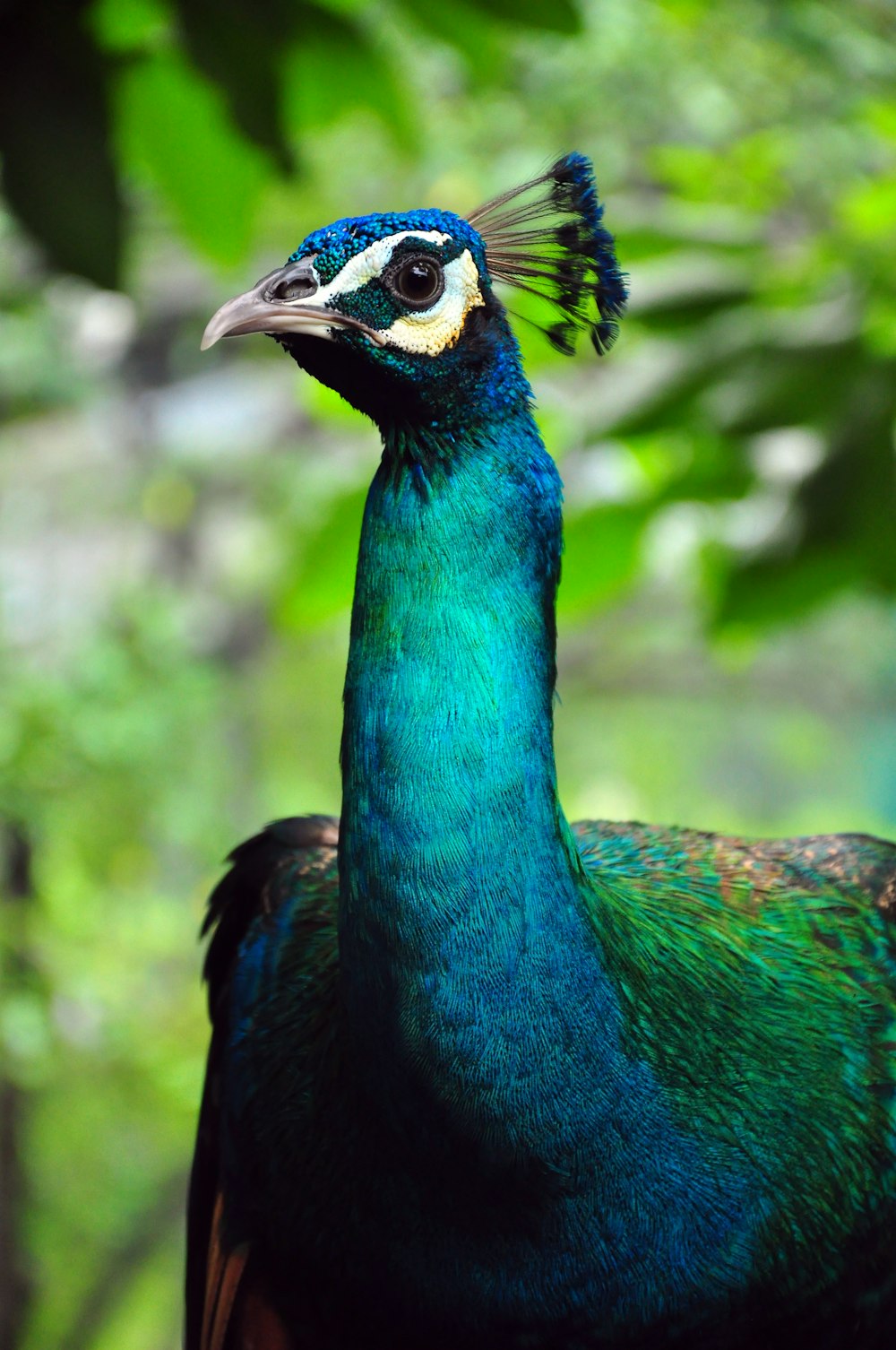 Un primer plano de un pavo real con un fondo borroso