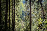 Tall, dense trees with trunks covered in bark and surrounded by lush green foliage. Sunlight gently filters through the leaves, casting dappled light on the forest floor. The atmosphere is serene and natural, with a mix of deciduous and evergreen trees creating a rich tapestry of greenery.