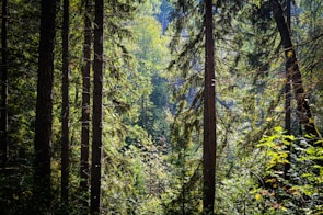 Tall, dense trees with trunks covered in bark and surrounded by lush green foliage. Sunlight gently filters through the leaves, casting dappled light on the forest floor. The atmosphere is serene and natural, with a mix of deciduous and evergreen trees creating a rich tapestry of greenery.