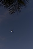 Palm tree fronds are visible in the top portion against a dark sky featuring a crescent moon.