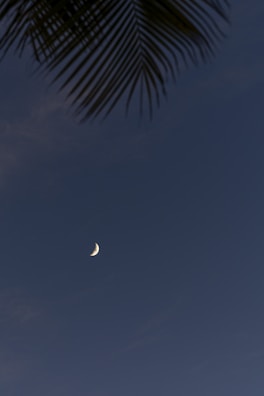Palm tree fronds are visible in the top portion against a dark sky featuring a crescent moon.