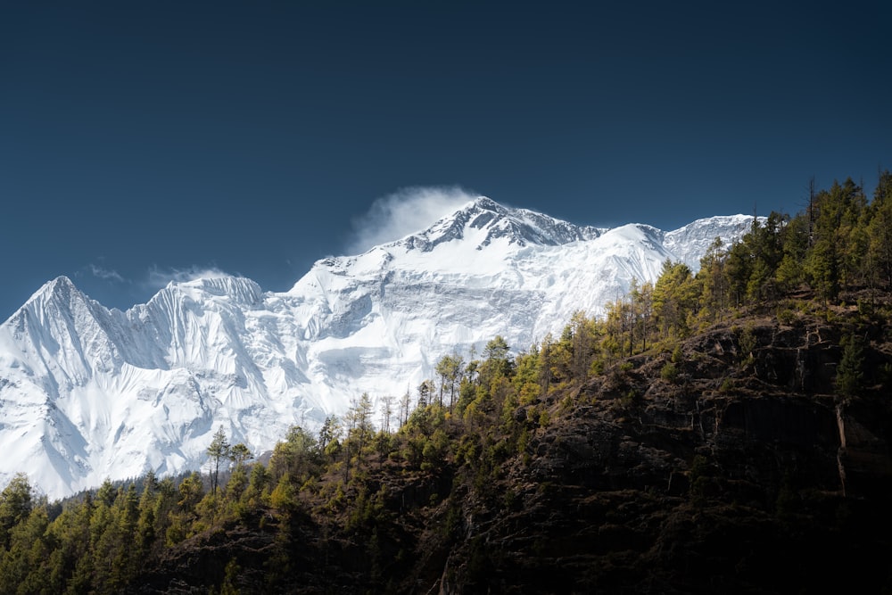 a snow covered mountain with trees on the side