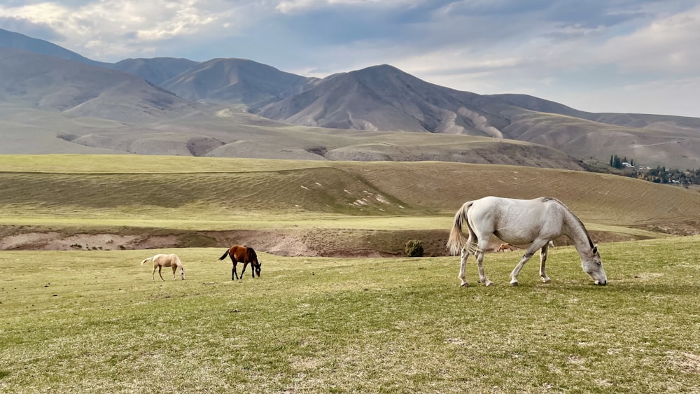 two horses grazing in a field with mountains in the background