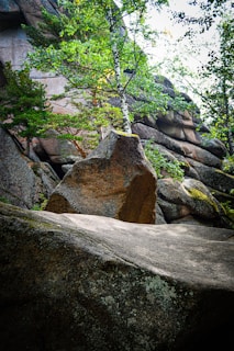 A lush green tree emerges from between large, rugged boulders, surrounded by smaller rocks and patches of moss. The scene exudes a sense of natural resilience and beauty.
