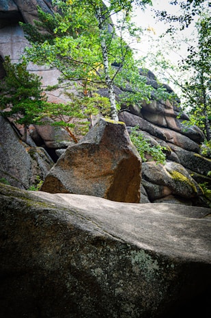 A lush green tree emerges from between large, rugged boulders, surrounded by smaller rocks and patches of moss. The scene exudes a sense of natural resilience and beauty.