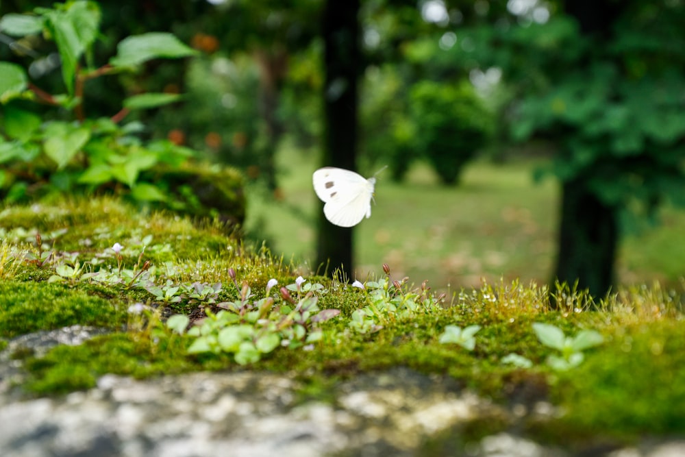 a white butterfly flying over a lush green forest