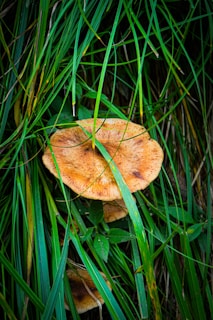 A large, orange mushroom with a textured cap is nestled among dense, green grass and leafy plants. The grass blades crisscross over the mushroom, creating a natural, wild aesthetic.