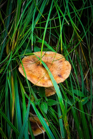 A large, orange mushroom with a textured cap is nestled among dense, green grass and leafy plants. The grass blades crisscross over the mushroom, creating a natural, wild aesthetic.