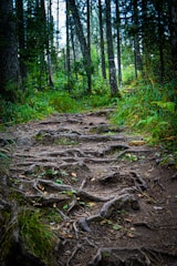 Volunteers building trails through a dense green woodland area.