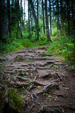 Volunteers building trails through a dense green woodland area.