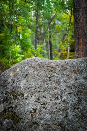 A large, textured stone with a rugged surface is set against a backdrop of lush green forest. The surrounding trees have thick trunks and a mix of vibrant leaves, creating a serene and natural atmosphere.