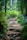 A forest trail with roots and soil winding through dense greenery, surrounded by tall trees. Sunlight filters through the leaves, casting dappled shadows on the path. A hiker in the distance, wearing a red top, adds a sense of scale and adventure to the scene.