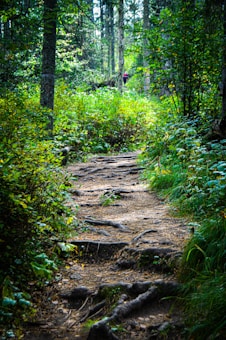 A forest trail with roots and soil winding through dense greenery, surrounded by tall trees. Sunlight filters through the leaves, casting dappled shadows on the path. A hiker in the distance, wearing a red top, adds a sense of scale and adventure to the scene.