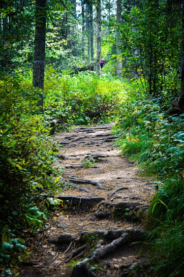 A forest trail with roots and soil winding through dense greenery, surrounded by tall trees. Sunlight filters through the leaves, casting dappled shadows on the path. A hiker in the distance, wearing a red top, adds a sense of scale and adventure to the scene.