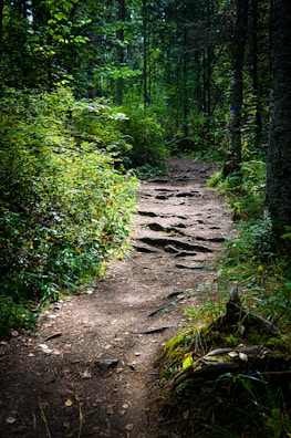 A winding forest path dappled with sunlight filtering through tall trees.