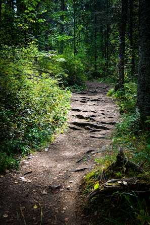A winding forest path surrounded by tall, sunlit trees.