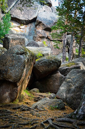 A natural landscape featuring large, rugged rock formations surrounded by a forest with tall trees. The ground is covered in exposed tree roots, and there is a pathway leading through the rocks, creating a sense of depth and exploration.