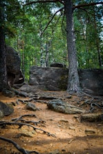 A serene coaching session in a natural setting with earthy tones.