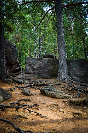 A natural setting featuring a dense forest with tall trees, ground covered in roots and rocks, and a large boulder in the background. The lush greenery and earthy tones create a tranquil atmosphere.