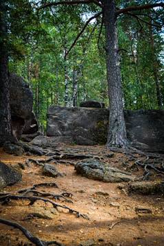 A natural setting featuring a dense forest with tall trees, ground covered in roots and rocks, and a large boulder in the background. The lush greenery and earthy tones create a tranquil atmosphere.