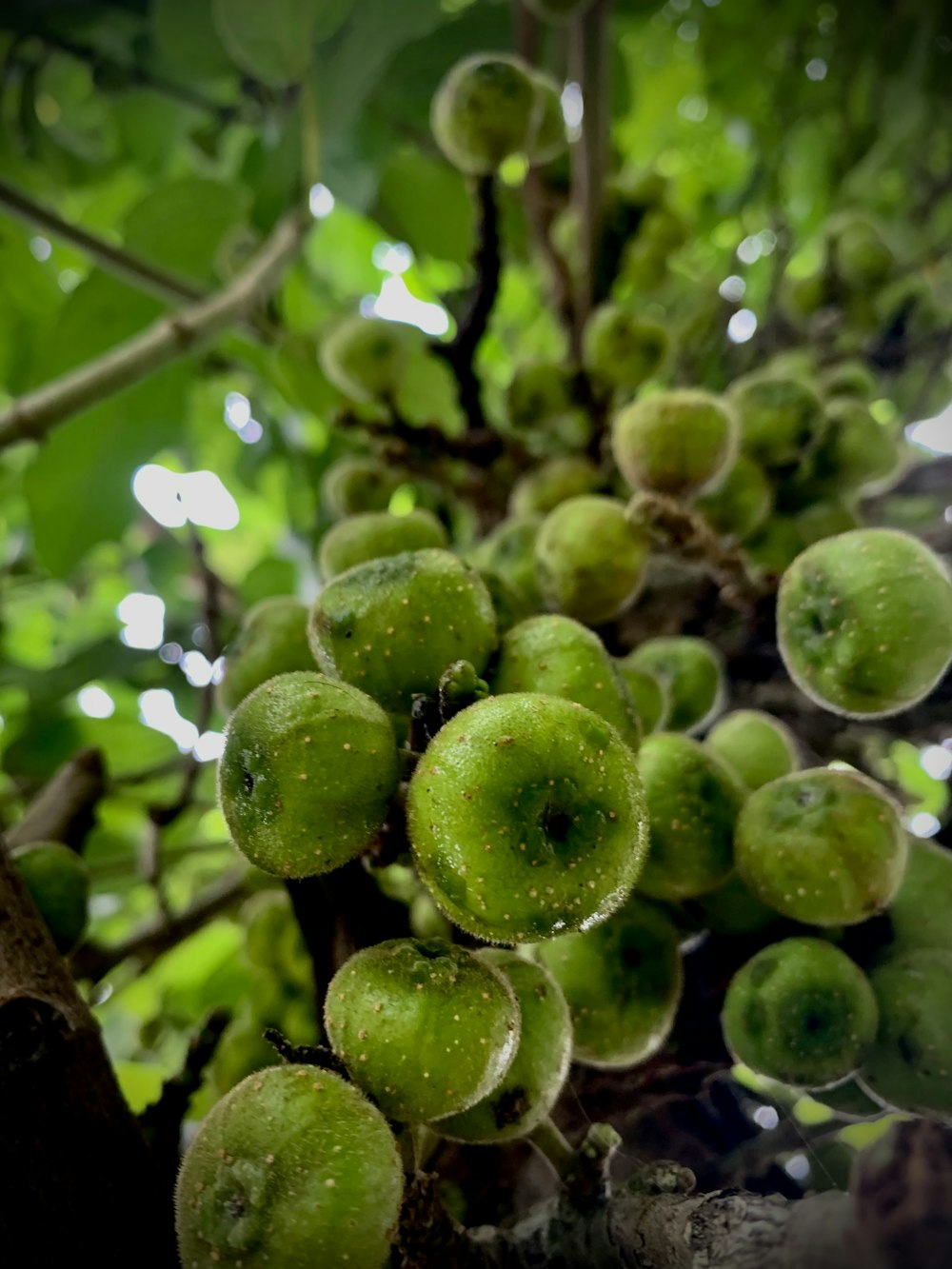a bunch of green apples hanging from a tree