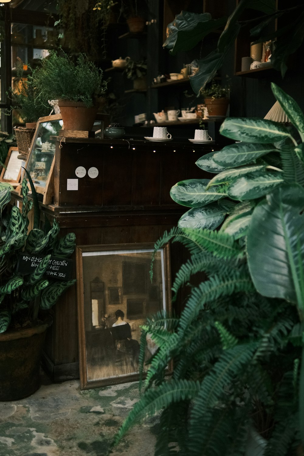 Una habitación llena de muchas plantas verdes y plantas en macetas