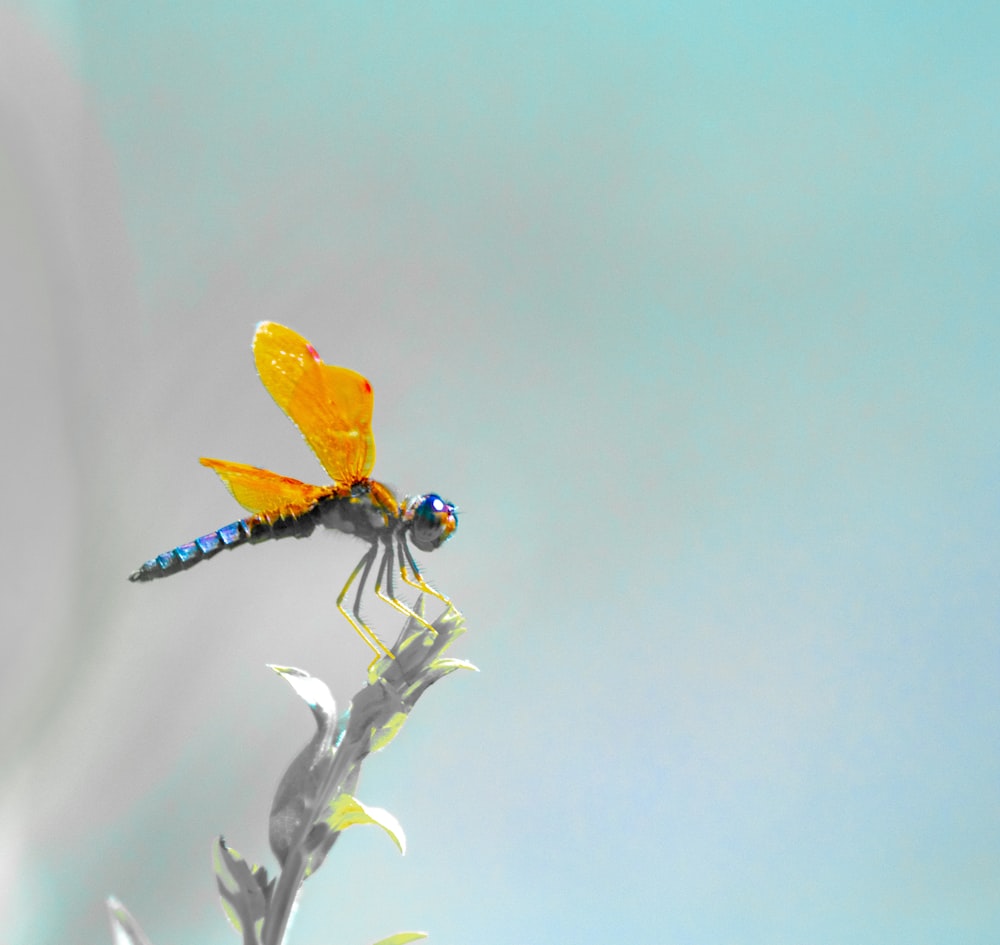 a yellow and blue dragonfly sitting on top of a plant