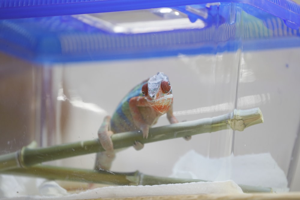 a gecko is sitting on a branch in a cage