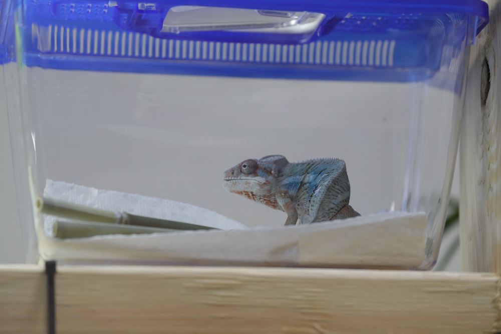 a close up of a lizard in a plastic container
