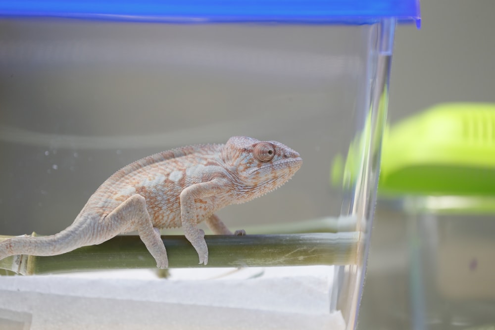 a small lizard sitting in a clear container