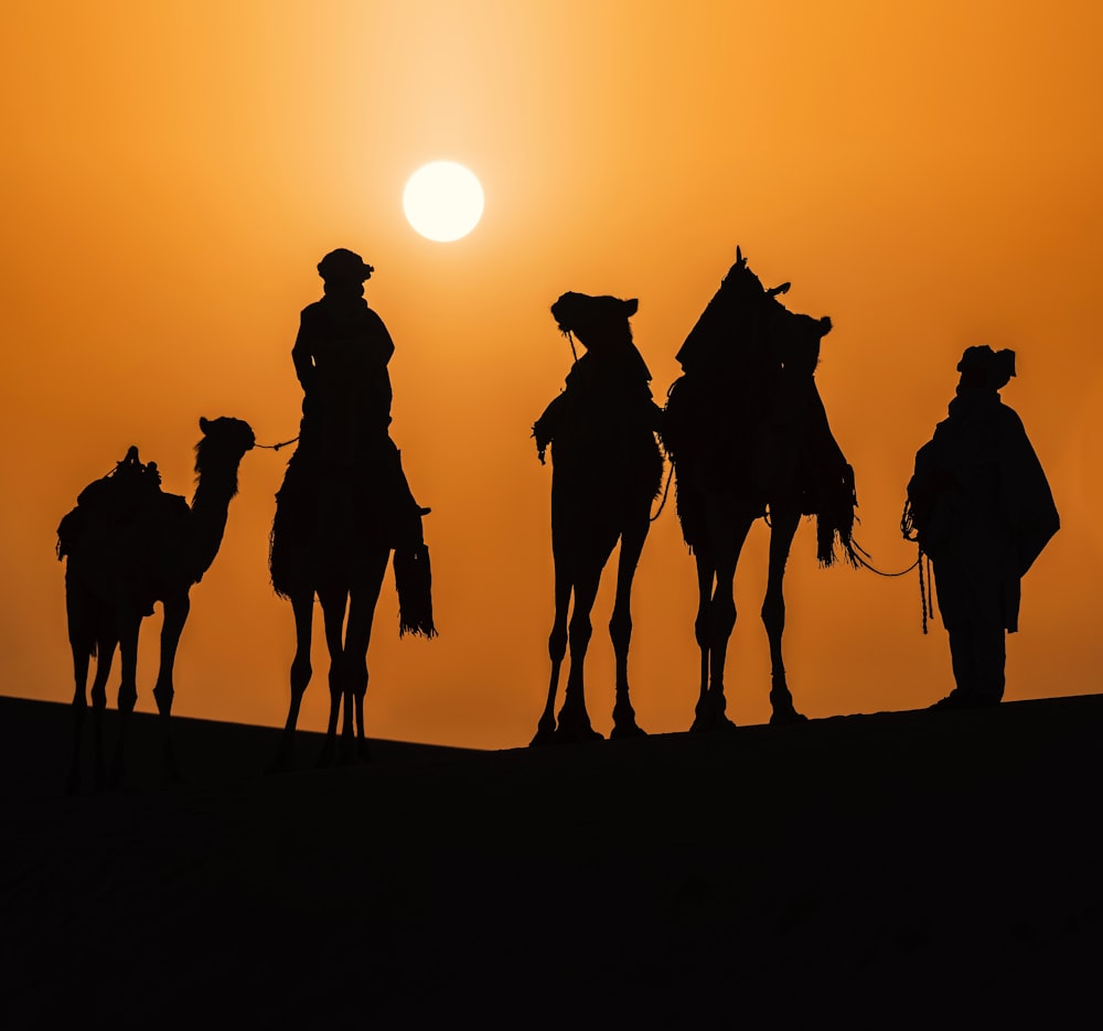 a group of people riding on the backs of camels