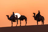A couple enjoying a sunset camel ride in the golden sands of Rajasthan.