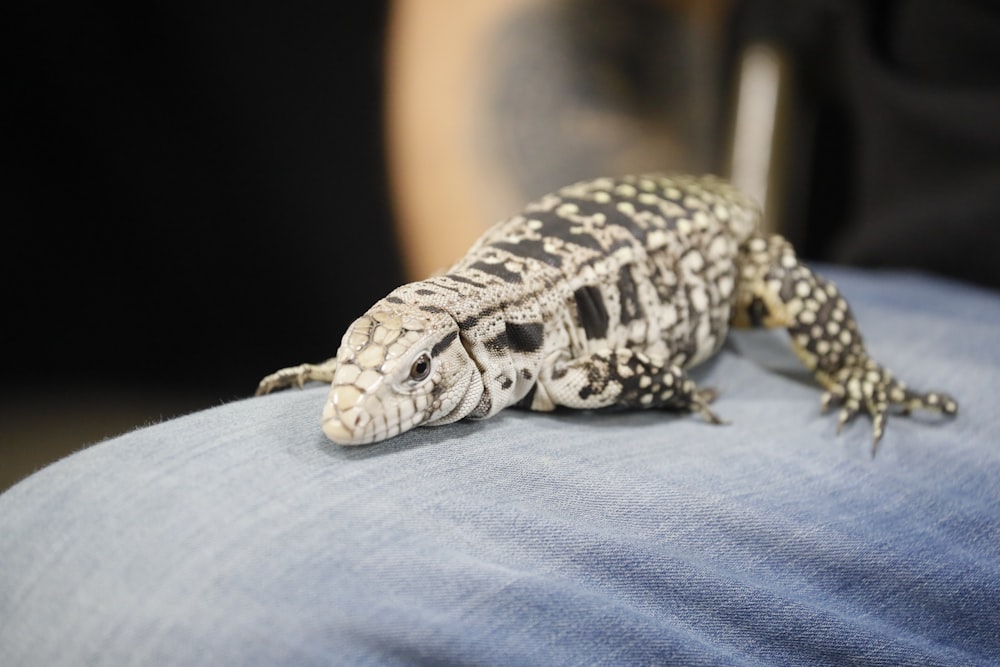 a gecko sitting on the back of a person's lap