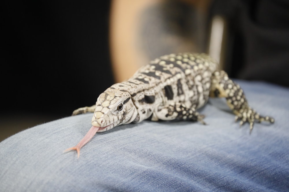 a small lizard sitting on the back of a person