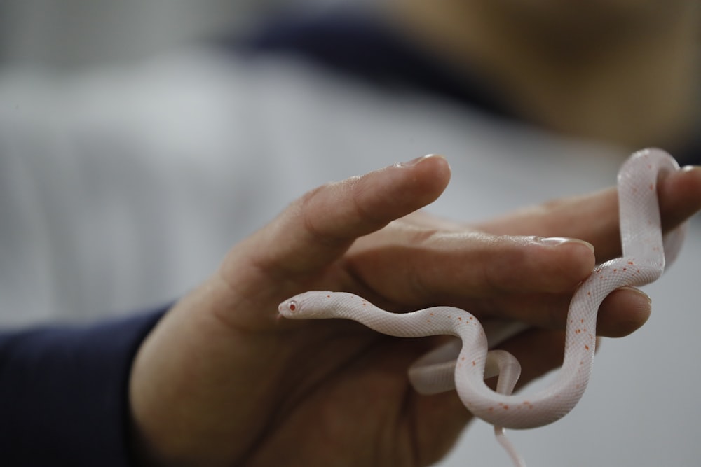 a person holding a white snake in their hand