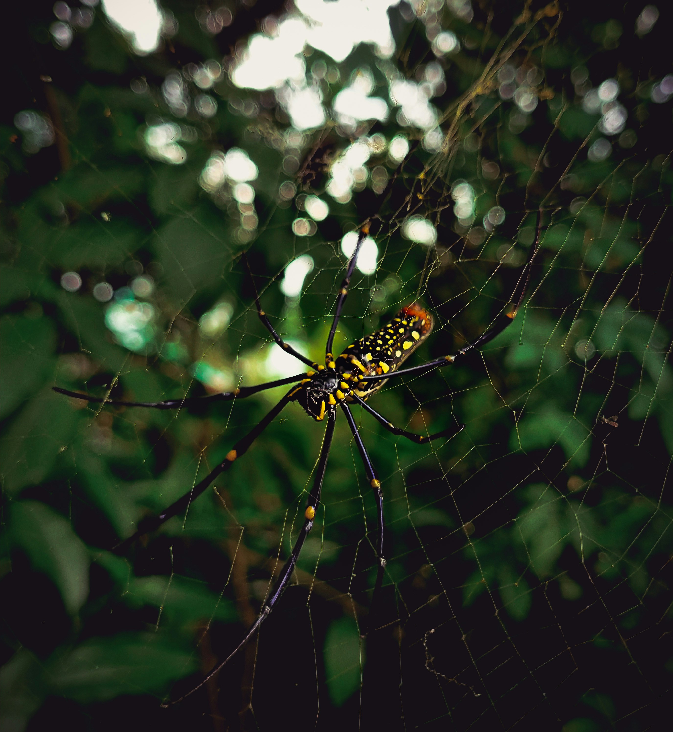 una araña amarilla y negra sentada en su telaraña