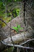 A young, vibrant green sapling grows amidst a fallen tree with bare branches, set against a dense forest background. The contrast of new growth against the decaying wood highlights the cycle of life in nature.