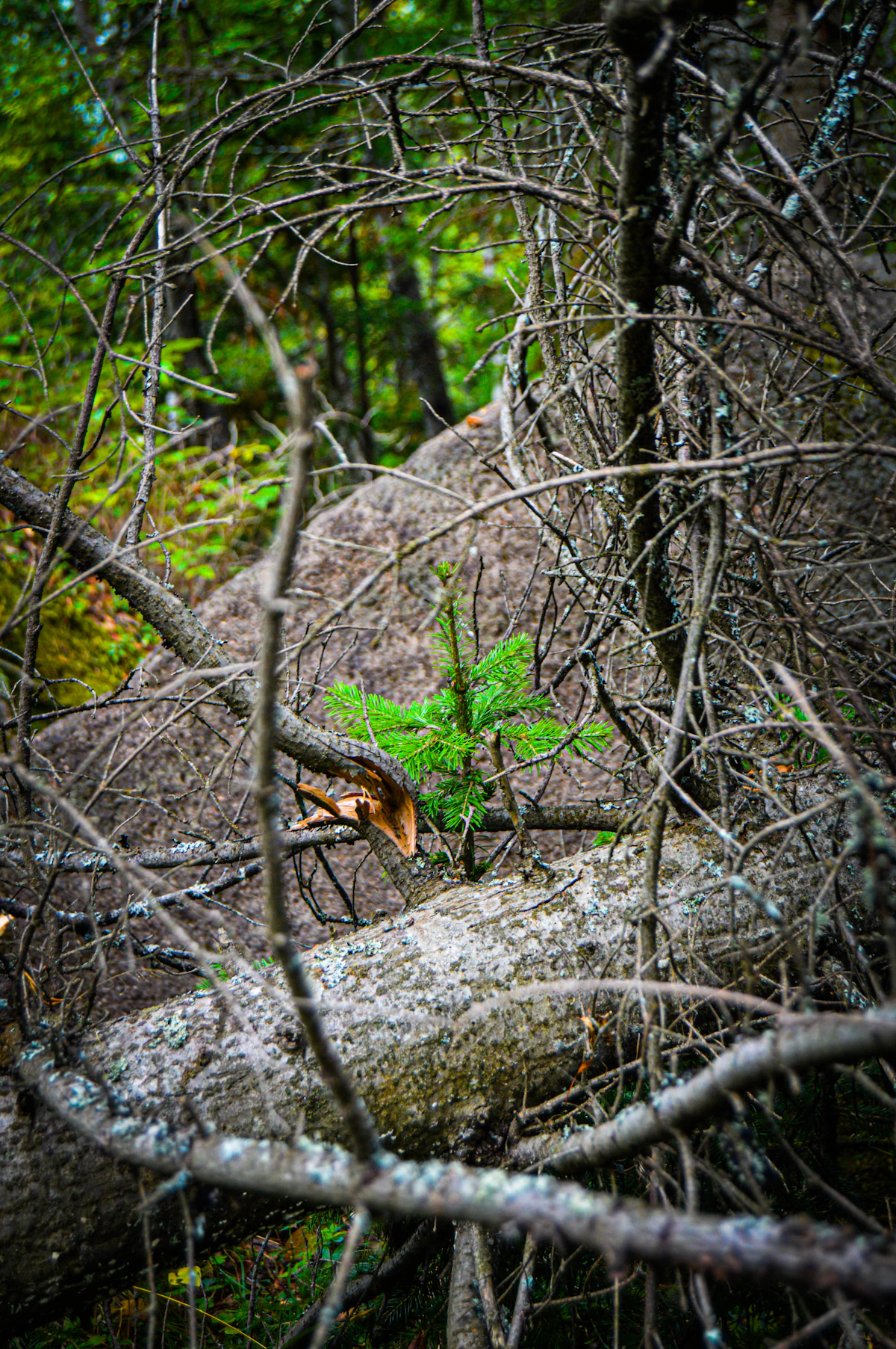 Long-term growth and evergreen concept