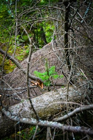 A young, vibrant green sapling grows amidst a fallen tree with bare branches, set against a dense forest background. The contrast of new growth against the decaying wood highlights the cycle of life in nature.