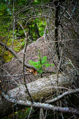 A young, vibrant green sapling grows amidst a fallen tree with bare branches, set against a dense forest background. The contrast of new growth against the decaying wood highlights the cycle of life in nature.