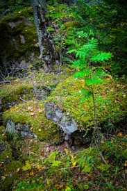 A lush forest scene featuring thick green moss covering rocks and the forest floor. Several young trees and saplings with vibrant green leaves are interspersed among older, larger trees with textured bark. A range of undergrowth, including ferns and small plants, adds to the dense, natural setting.