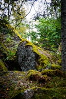 A quiet moment captured on a nature trail, with dappled light and moss-covered stones.