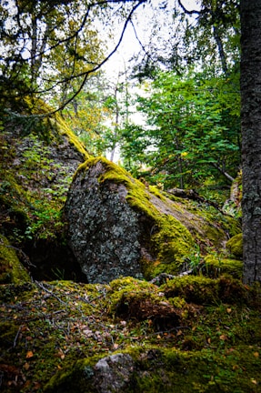 A serene outdoor scene showing a necklace resting on a moss-covered rock, sunlight filtering through leaves.